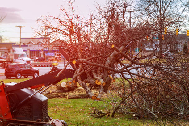 Best Tree Trimming and Pruning  in Syracuse, KS