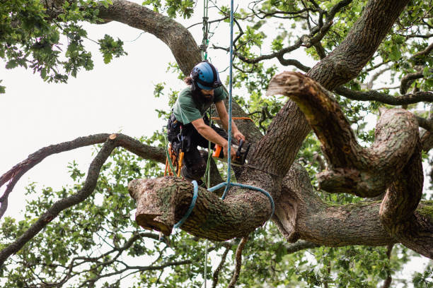 Syracuse, KS Tree Services Company